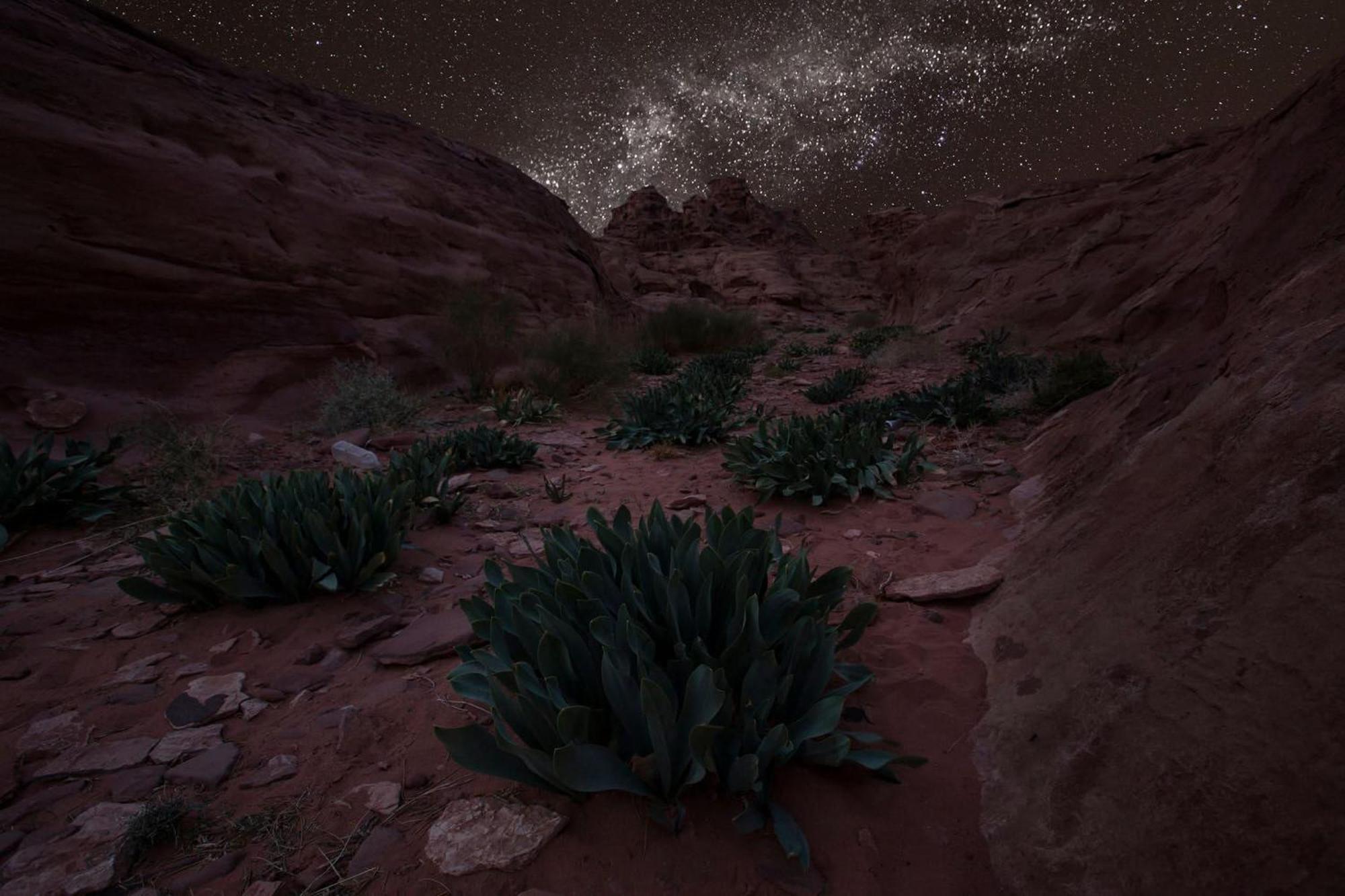 Wadi Rum Trail Екстер'єр фото